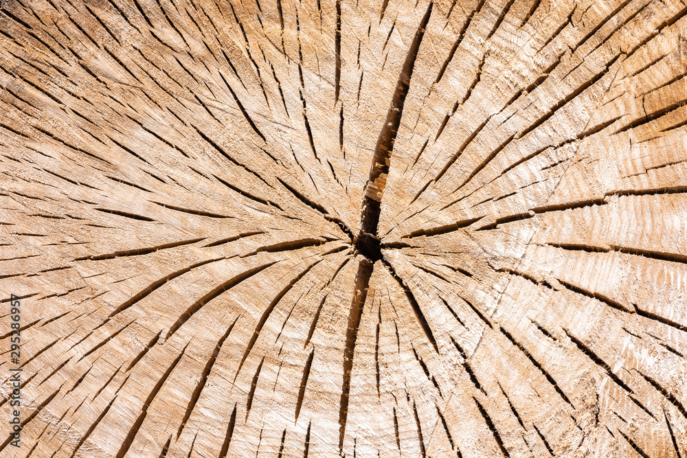 Fototapeta premium Ein abgesägter Baumstamm mit schöner Maserung und Jahresringen als Hintergrund