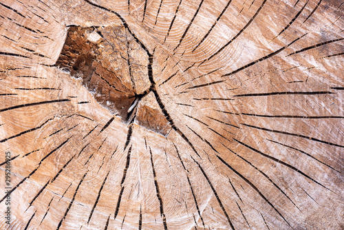Ein abgesägter Baumstamm mit Maserung und Jahresringen als Hintergrund