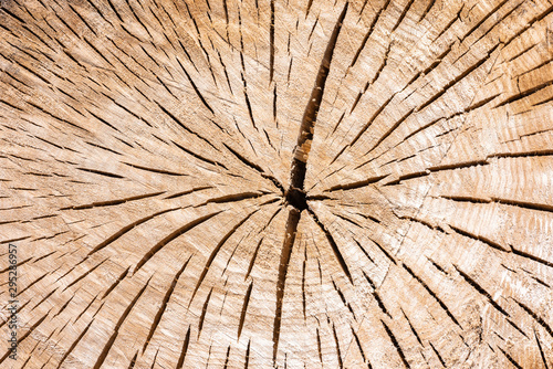 Ein abgesägter Baumstamm mit schöner Maserung und Jahresringen als Hintergrund