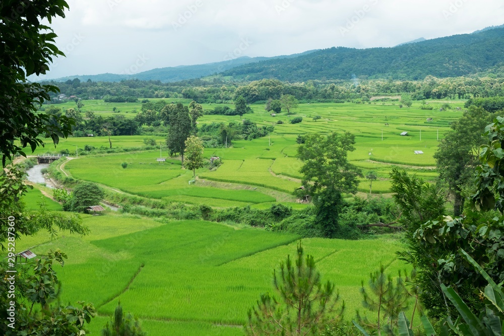 Top view of green landscape with rice field and trees