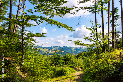 Ein Waldweg zum wandern mit schöner Aussicht als Hintergrund