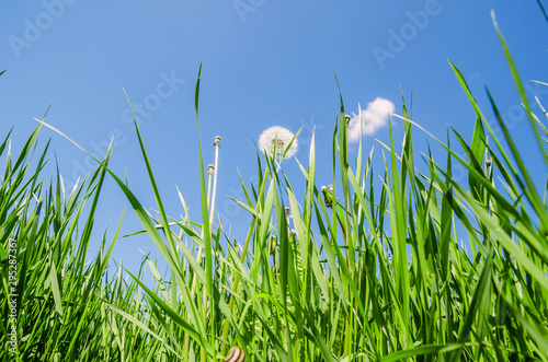 white dandelion in green grass and blue sky over it