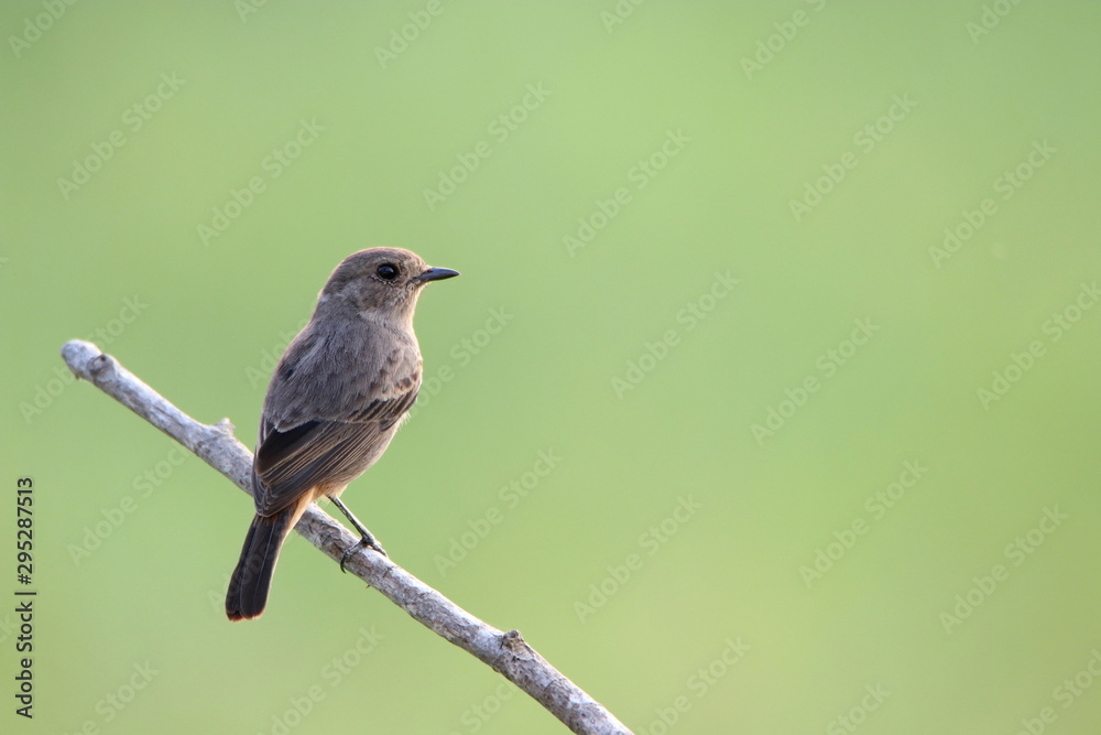 bird on a branch bird on a branch