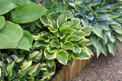 Photography Lush foliage of Hosta plants which are  favourite among gardeners