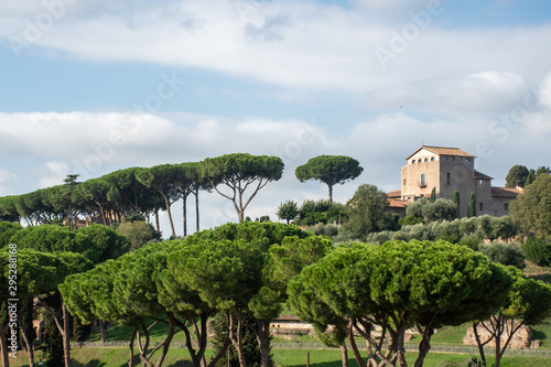 Palatine Hill Rome with Umbrella pine trees in foreground and buiding behind...