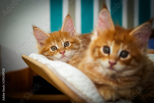 Red Cats Baby on a lounger! © michaelstephan