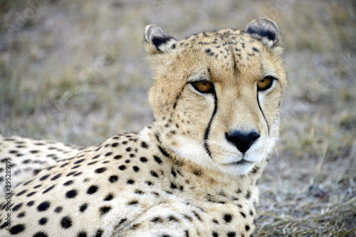 Cheetah, Hluhluwe, South Africa
