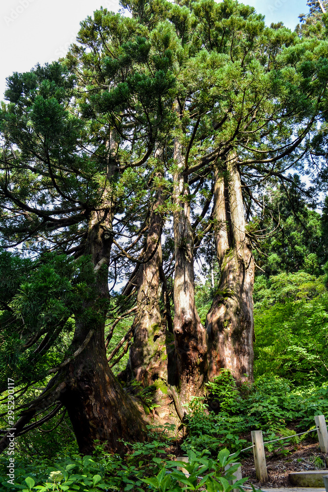 Obraz premium 大佐渡石名天然杉、四天王