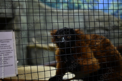 red lemurs in a children's contact zoo