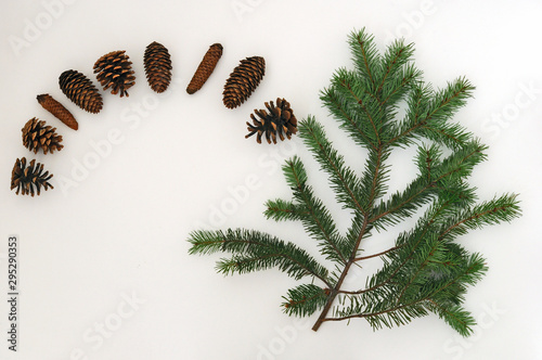 branch of a natural Christmas tree and natural cones on a white background. New Year card. Christmas background.