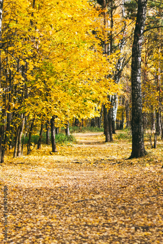 Bright autumn leaves on the tree, autumn warm Sunny weather in the Park