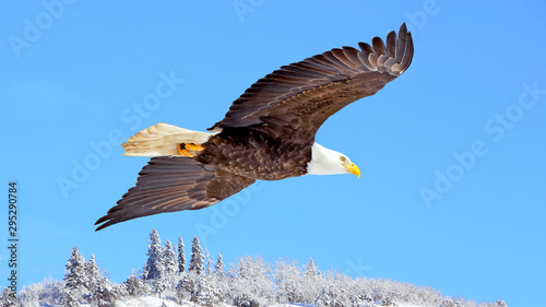 Tablou canvas Bald Eagle soaring in blue sky over winter landscape.