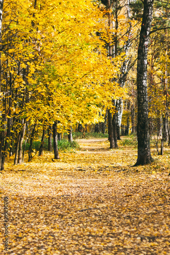 Bright autumn leaves on the tree  autumn warm Sunny weather in the Park