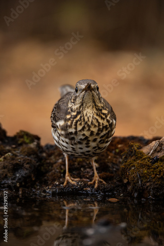 Wallpaper Mural Zorzal Torontodigital.ca