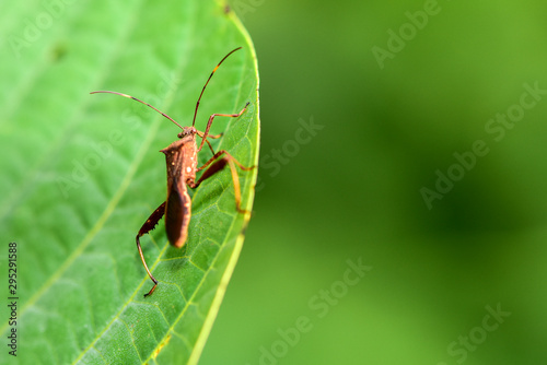 Close-ups of different insects inhabiting wild plants