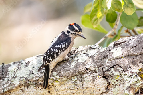 Male downy woodpecker sitting in a tree