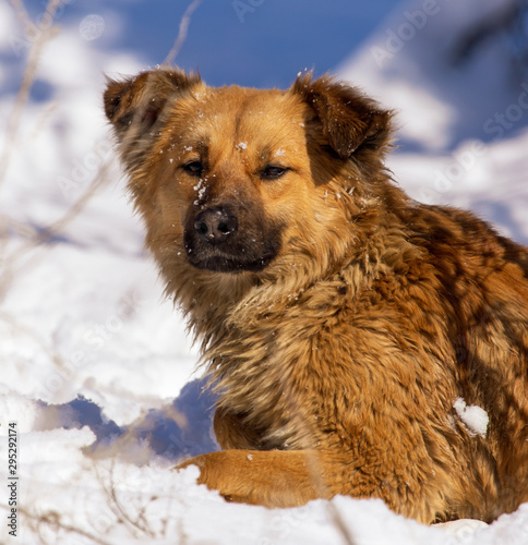 Dog in the snow in winter