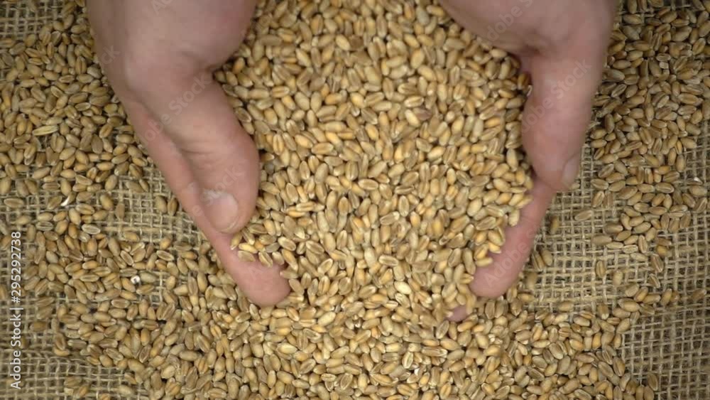 Farmer's hands grabbing wheat kernels from pile of wheat grain on burlap sack in slow motion