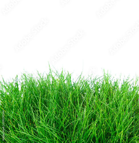 grass isolated on a white background