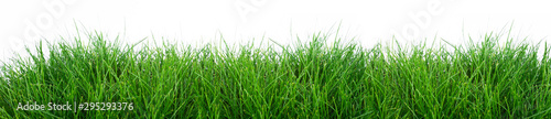 grass isolated on a white background © fotomaster