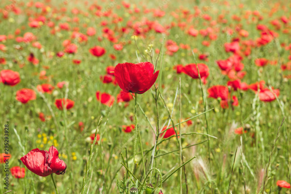 Detail of wild red poppy flowers