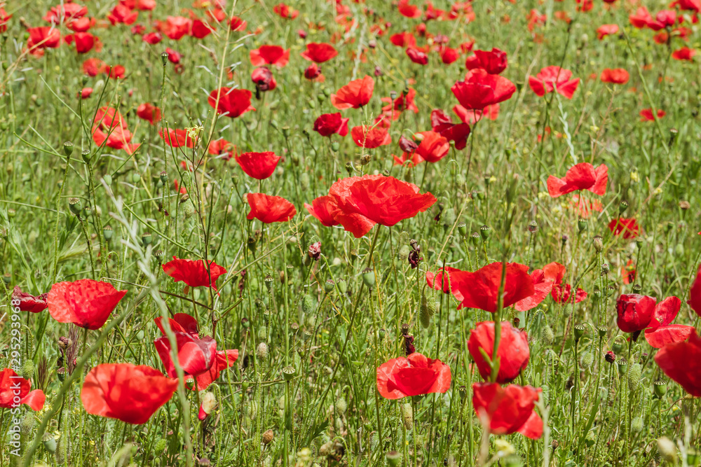 Wild red poppy flowers bloom