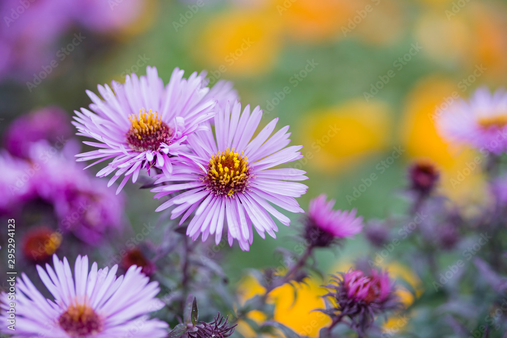 Pink aster flowers in autumn in colorful meadow Pink aster flowers in autumn in colorful meadow
