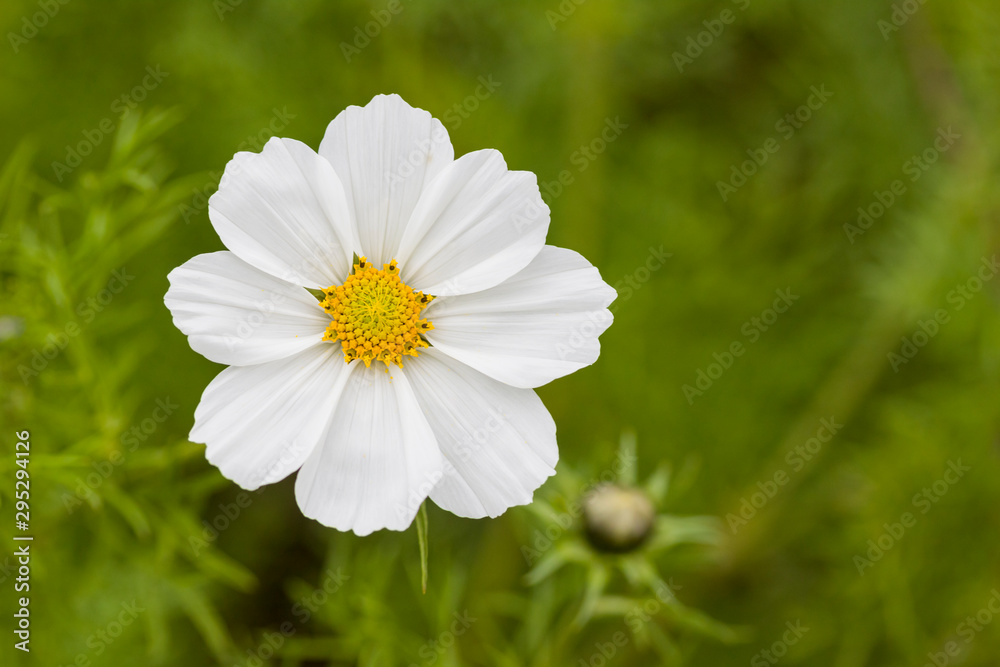 Fototapeta premium Single white cosmos flower on meadow