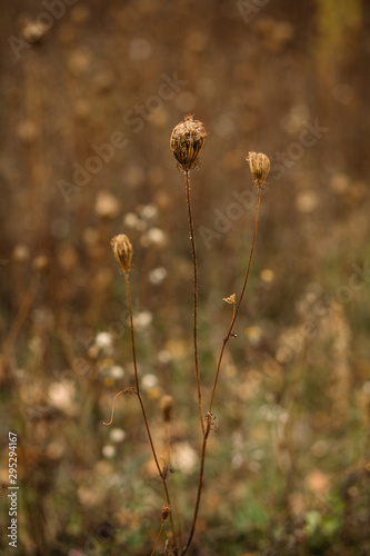 field of wild flowers