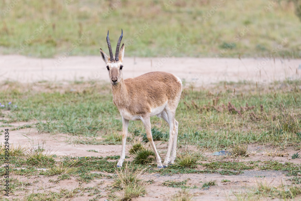 Fototapeta premium males tibetan gazelle closeup