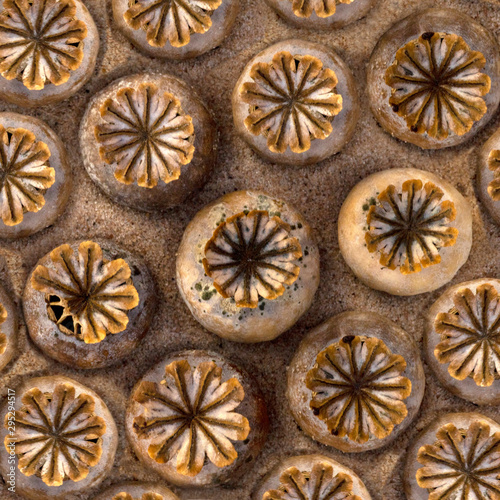 Dried Poppy Seed Head Pattern