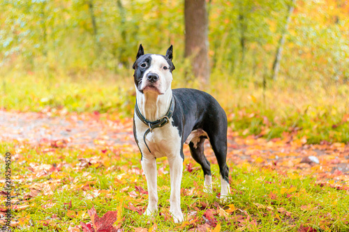 Amstaff dog on a walk in the park. Big dog. Bright dog. Light color. Home pet. Black and white dog © alenka2194