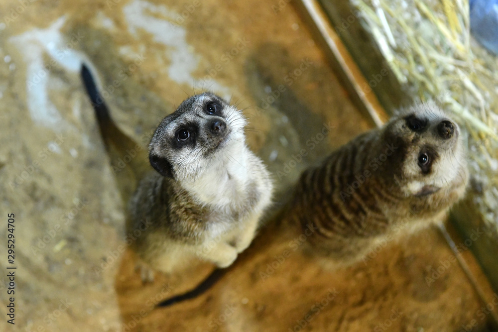 Fototapeta premium meerkats in a children's contact zoo