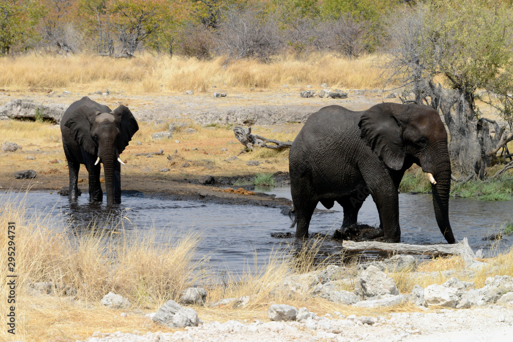 Elephants, Etosha National Park, Namibia