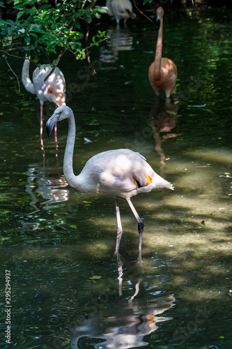 The American flamingo  Phoenicopterus ruber is a large species of flamingo