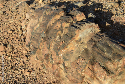 Petrified forest  Damaraland  Namibia