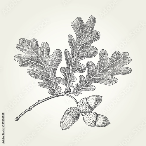 Oak leaves and acorns drawing. Vintage vector engraved illustration