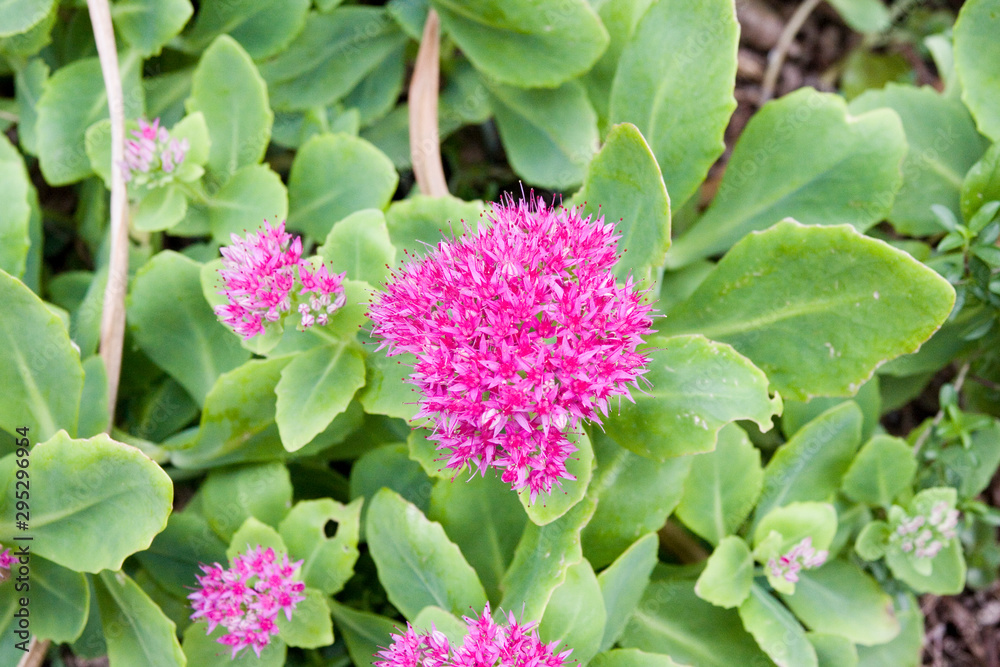 Fette Henne Blüte 1 Fette Henne Blüte 1