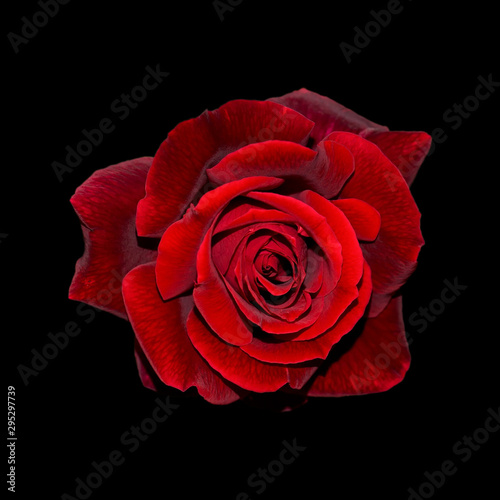 Fototapeta Naklejka Na Ścianę i Meble -  Art photo rose petals isolated on the black natural blurred background. Closeup. For design, texture, background. Nature.