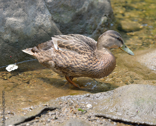 Female Mallard standing near a rock