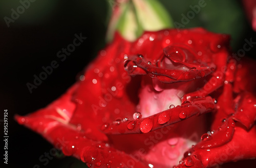 Art photo rose petals isolated on the natural blurred background. Closeup. For design, texture, background. Nature.Drops of morning dew on rose petals.