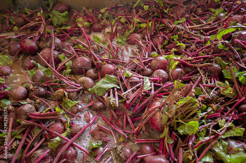 Fresh Harvested organic Beetroot in a pure water washing bath.