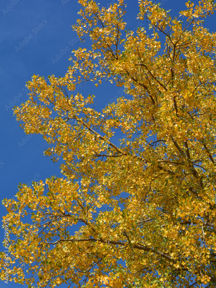 Beautiful orange, red and yellow fall colors on a sunny day with blue sky in the background