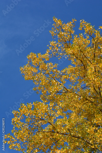 Beautiful orange  red and yellow fall colors on a sunny day with blue sky in the background
