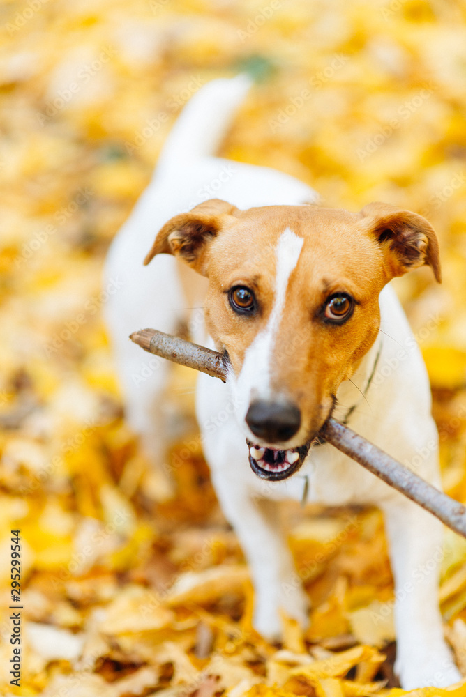 Jack Russell Terrier with a stick in his teeth hanging Jack Russell Terrier with a stick in his teeth hanging