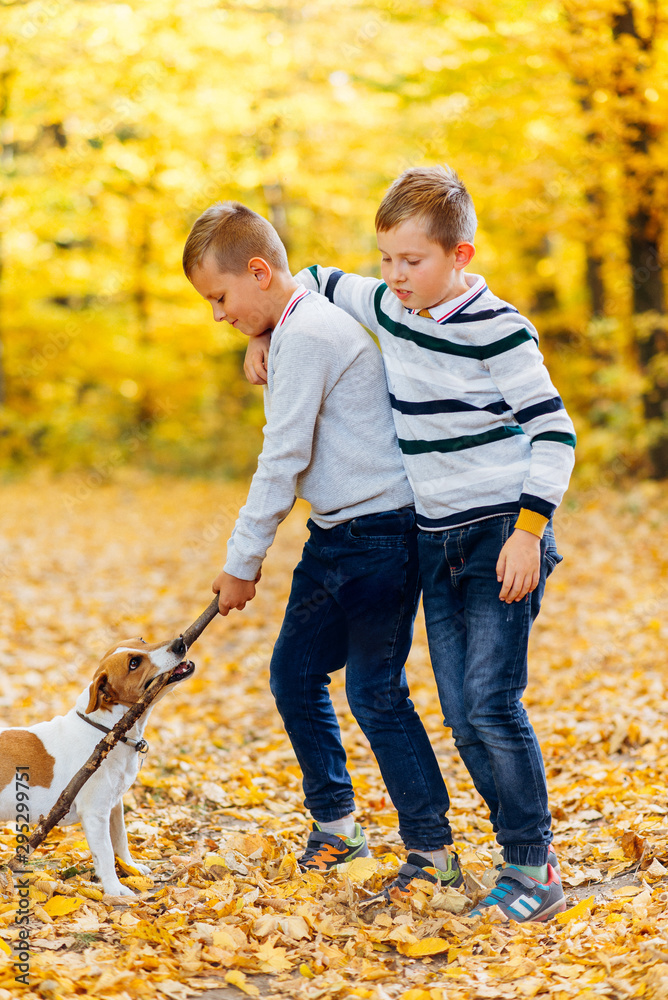 Fototapeta premium Children play with Jack Russell Terrier with a stick in the autumn forest. Autumn walk with a dog
