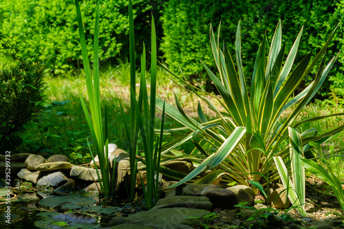 Spiky striped leaves of glorious yucca on blurry background of green boxwood. Selective focus. Glorious yucca with striped leaves grows on shore of magic pond. Nature concept for design