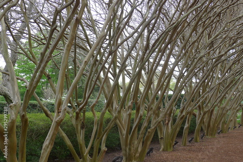 Crape Myrtle Trees in Line on Dallas Arboretum and Botanical Garden photo