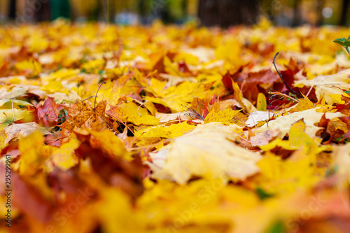 Yellow autumn leaves on the ground. Red and orange autumn leaves background. Outdoor. Colorful backround image of fallen autumn leaves perfect for seasonal use. Space for text.