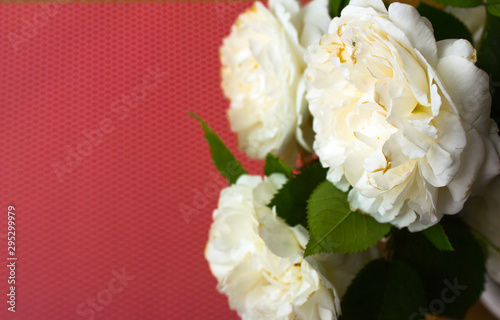 Festive  white rose  composition on the red  background.